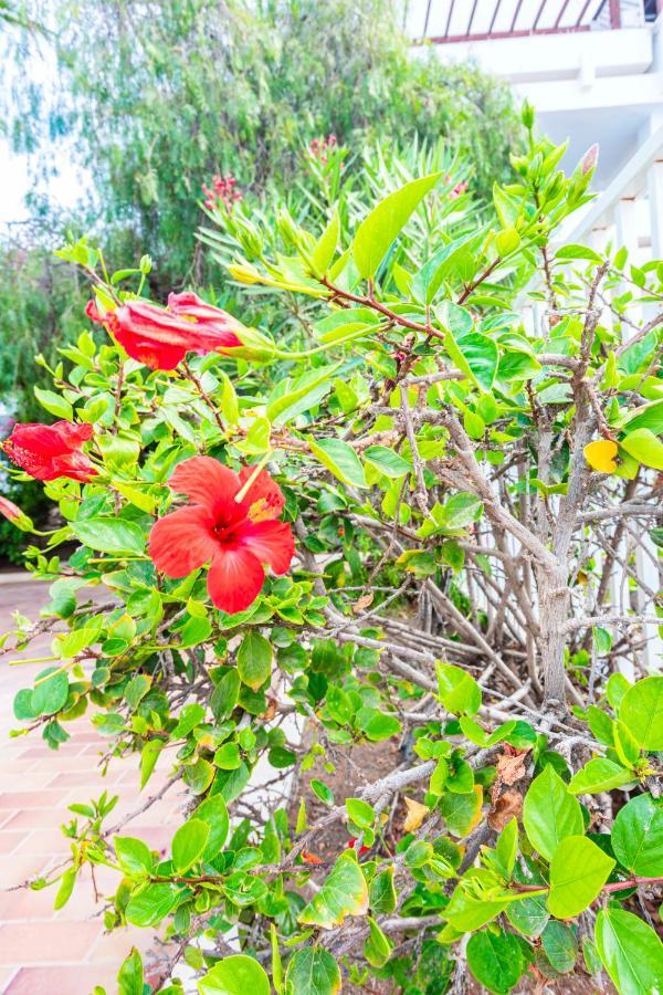 Vivienda Vacacional Rose Costa Teguise Esterno foto